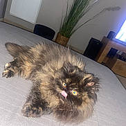 Nousha participe au concours pour gagner de l'argent avec cette photo : cat, tortoiseshell_cat, fluffy, bed, indoor, pet, animal, tongue_out, feline, cute, domestic_cat, relaxed, fur, eyes, plant, basket, television, home, cozy, carpet