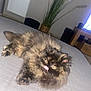 cat, tortoiseshell_cat, fluffy, bed, indoor, pet, animal, tongue_out, feline, cute, domestic_cat, relaxed, fur, eyes, plant, basket, television, home, cozy, carpet