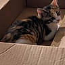 cat, kitten, cardboard_box, feline, pet, indoor, curious, fluffy, animal, young_cat, brown, black, white, tabby, cute, resting, cozy, looking_back, domestic_cat, soft_light