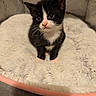 kitten, cat, tuxedo_cat, pet_bed, furry, cute, animal, indoor, small, black_and_white, whiskers, pink_nose, soft, cozy, young, feline, portrait, sitting, close_up, domestic