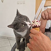 Miko a rejoint le concours — aidez-le/la à gagner de superbes lots ! animal, baby, bodypart, cake, cat, cream, cupcake, dessert, finger, flower, food, furniture, hand, icecream, icing, kitten, person, pet, softserveicecream, wood