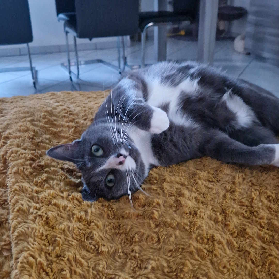 Miko a rejoint le concours — aidez-le/la à gagner de superbes lots ! animal, architecture, building, cat, chair, couch, cushion, furniture, hardwood, homedecor, indoors, interiordesign, kitten, livingroom, manx, pet, plant, room, table, wood