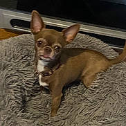 Ulia a rejoint le concours — aidez-le/la à gagner de superbes lots ! brown_fur, chihuahua, collar, cute, dog, dog_bed, domestic_animal, ears, fluffy_bed, fur_texture, furniture, home, indoor, looking_at_camera, low_light, pet, portrait, small_dog, tail, wood_floor