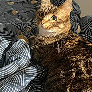 Trixie a rejoint le concours — aidez-le/la à gagner de superbes lots ! cat, tabby_cat, pet, bedding, blanket, duvet, striped_pattern, whiskers, green_eyes, ears, tail, fur, cozy, indoor, sunlight, portrait, looking_up, relaxed, bedroom, closeup