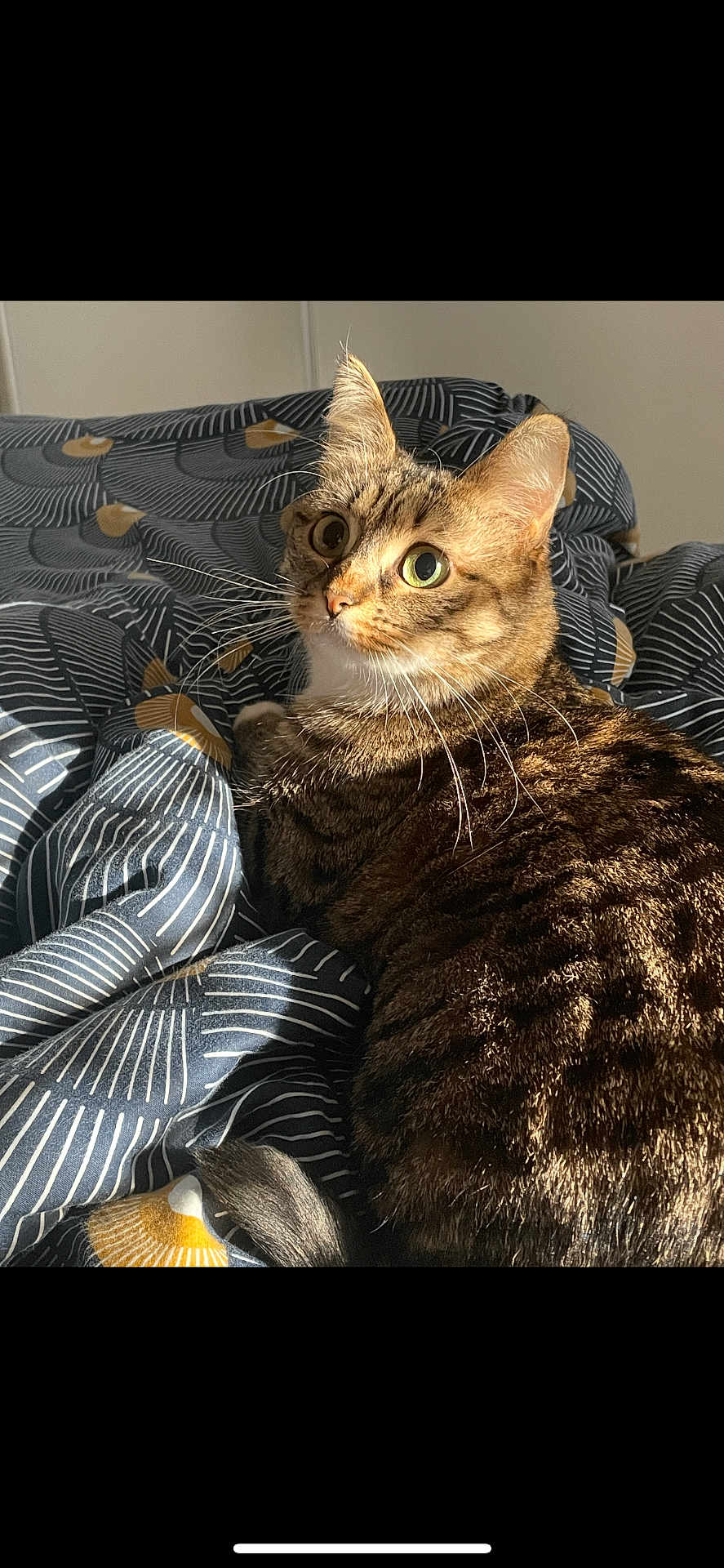 Trixie a rejoint le concours — aidez-le/la à gagner de superbes lots ! cat, tabby_cat, pet, bedding, blanket, duvet, striped_pattern, whiskers, green_eyes, ears, tail, fur, cozy, indoor, sunlight, portrait, looking_up, relaxed, bedroom, closeup