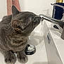 Trixie participe au concours pour gagner de l'argent avec cette photo : cat, gray_cat, tabby, sink, faucet, tap, drinking, water_stream, bathroom, paw, whiskers, countertop, soap_dispenser, reflection, indoor, close_up, pet, curious, domestic_animal, portrait