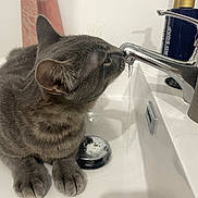 Limule a rejoint le concours — aidez-le/la à gagner de superbes lots ! cat, gray_cat, tabby, sink, faucet, tap, drinking, water_stream, bathroom, paw, whiskers, countertop, soap_dispenser, reflection, indoor, close_up, pet, curious, domestic_animal, portrait