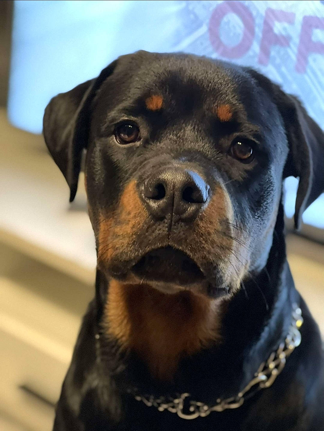 Saïka participe au concours pour gagner de l'argent avec cette photo : borador, canidae, carnivore, collar, companion_dog, dog, dog_breed, dog_collar, electric_blue, eye, fawn, fur, liver, pet_supply, snout, sporting_group, whiskers, working_animal, working_dog