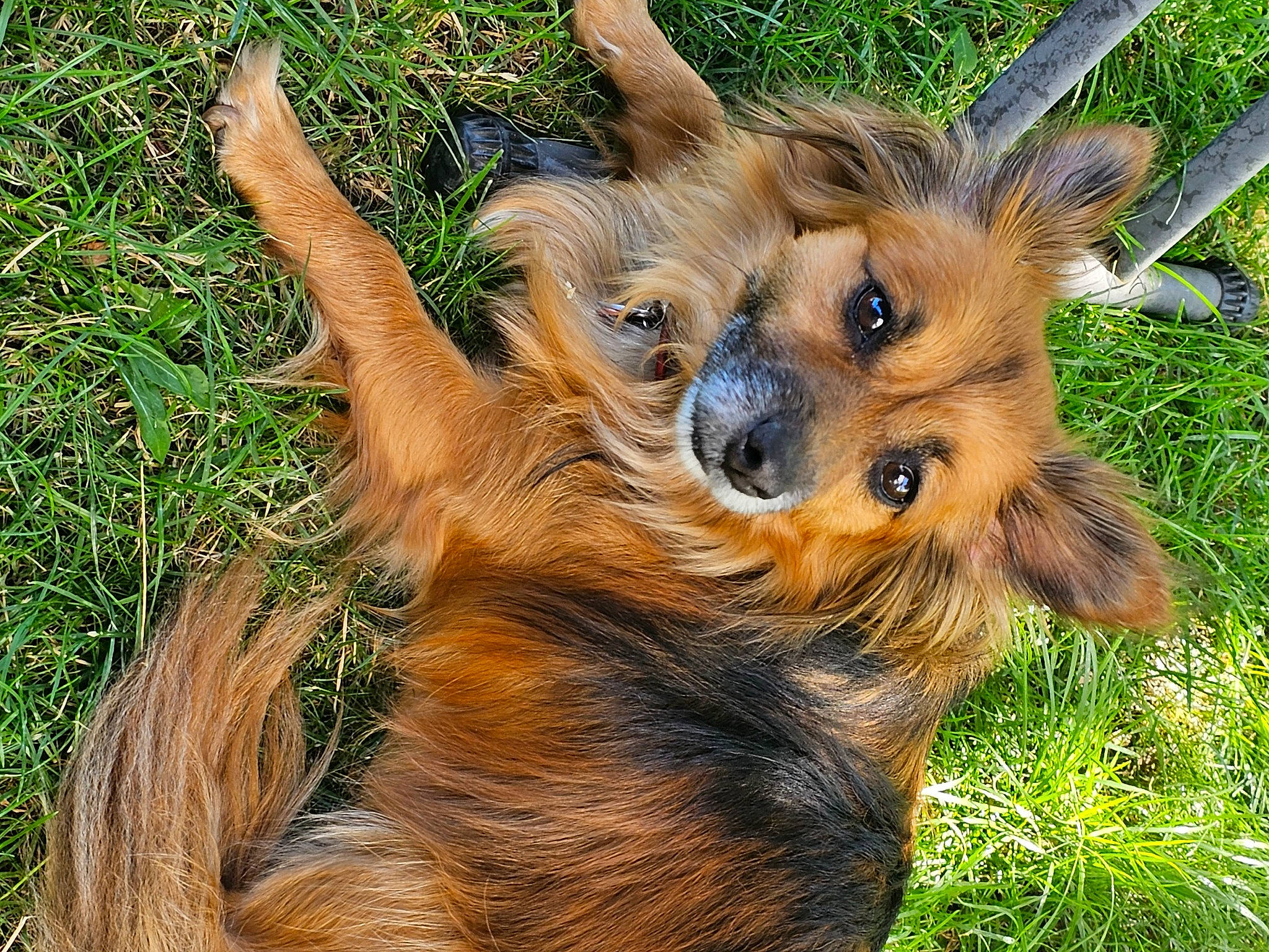 Gizmo is registered to the contest to win money with this photo: canidae, carnivore, companion_dog, dog, dog_breed, fawn, fur, grass, liver, plant, puppy, snout, sporting_group, terrestrial_animal, terrier, toy_dog, whiskers, wildlife, working_animal, working_dog