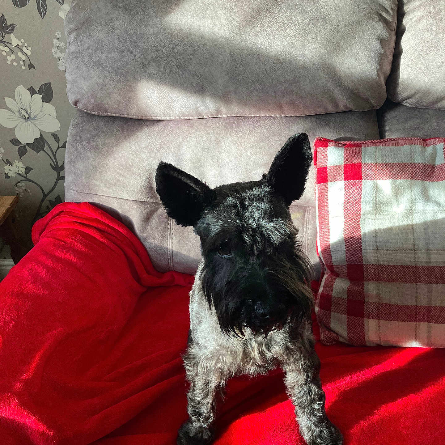 Dave joined the competition — help win amazing prizes! animal, architecture, blanket, building, canine, chair, couch, cushion, dog, furniture, homedecor, indoors, interiordesign, linen, livingroom, pet, pillow, puppy, room, terrier