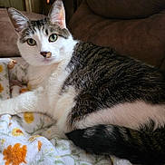 Lloyd joined the competition — help win amazing prizes! cat, tabby, white_fur, green_eyes, blanket, floral_pattern, couch, indoor, pet, feline, relaxing, cozy, whiskers, tail, ears, soft_fur, laying_down, close_up, domestic_animal, curious