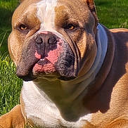 Capone joined the competition — help win amazing prizes! dog, bulldog, pet, close_up, outdoors, grass, muzzle, wrinkles, tan_coat, white_markings, ears, eyes, nose, jowls, lying_down, portrait, sunlight, shadow, attentive, big_head