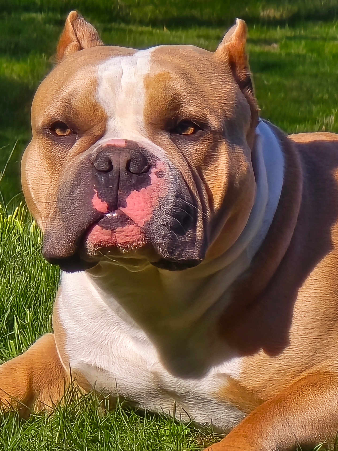 Capone joined the competition — help win amazing prizes! dog, bulldog, pet, close_up, outdoors, grass, muzzle, wrinkles, tan_coat, white_markings, ears, eyes, nose, jowls, lying_down, portrait, sunlight, shadow, attentive, big_head