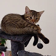 Ariel a rejoint le concours — aidez-le/la à gagner de superbes lots ! cat, kitten, tabby, feline, pet, animal, indoor, cat_tree, fur, sleepy, cute, playful, tail, paw, resting, domestic, cozy, young, furniture, houseplant
