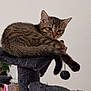 cat, kitten, tabby, feline, pet, animal, indoor, cat_tree, fur, sleepy, cute, playful, tail, paw, resting, domestic, cozy, young, furniture, houseplant
