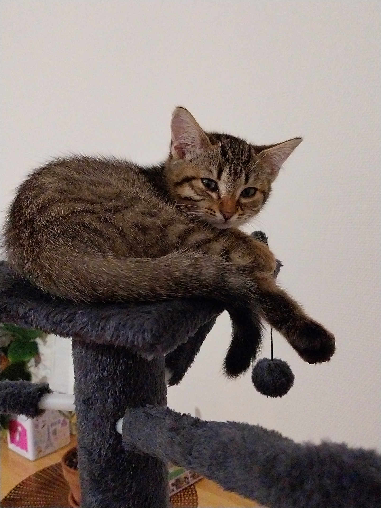 Ariel a rejoint le concours — aidez-le/la à gagner de superbes lots ! cat, kitten, tabby, feline, pet, animal, indoor, cat_tree, fur, sleepy, cute, playful, tail, paw, resting, domestic, cozy, young, furniture, houseplant