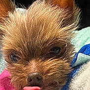 Stardust joined the competition — help win amazing prizes! dog, close_up, tongue_out, fur, ears, blanket, cozy, cute, pet, animal, snout, sleepy, soft, small_dog, brown_fur, face, nose, indoor, portrait, expression