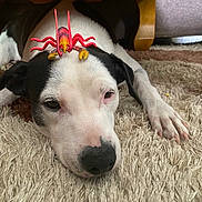 Prisca a rejoint le concours — aidez-le/la à gagner de superbes lots ! dog, toy, carpet, indoor, black_and_white, pet, lying_down, animal, fur, nose, paw, head, face, resting, playful, close_up, cute, domestic, shaggy_rug, expression