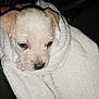 puppy, dog, towel, wrapped, cute, small, white, fur, ears, nose, closeup, cozy, soft, pet, animal, sleepy, indoors, comfort, face, young