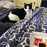 Boots is registered to the contest to win money with this photo: animal, black_and_white_cat, blanket, cat, comfort, container, couch, cozy, fast_food, food, furniture, home, indoor, living_room, pet, remote_control, resting, sauce, snack, window