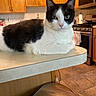 Boots is registered to the contest to win money with this photo: animal, appliance, black_and_white, cat, countertop, curious, domestic, face, feline, household, indoor, kitchen, pet, pink_nose, relaxed, sitting, stainless_steel, tile_floor, whiskers, wooden_cabinets