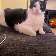 Boots joined the competition — help win amazing prizes! animal, black_and_white, cat, cozy, curious, ears, feline, fireplace, fur, gray_fabric, home, indoor, living_room, looking, lounging, pet, pink_nose, resting, television, whiskers