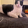 animal, black_and_white, cat, cozy, curious, ears, feline, fireplace, fur, gray_fabric, home, indoor, living_room, looking, lounging, pet, pink_nose, resting, television, whiskers