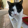 animal, black_and_white, carpet, cat, close_up, curious, door, feline, food_bowl, green, home_interior, indoor, pattern, paw, pet, red, tablecloth, tile_floor, whiskers, yellow