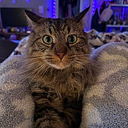 Kirby joined the competition — help win amazing prizes! cat, tabby, green_eyes, fluffy, indoor, cozy, blanket, stretching, pet, animal, fur, whiskers, face, closeup, relaxing, bedroom, lights, purple_lights, home, cute