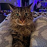 cat, tabby, green_eyes, fluffy, indoor, cozy, blanket, stretching, pet, animal, fur, whiskers, face, closeup, relaxing, bedroom, lights, purple_lights, home, cute