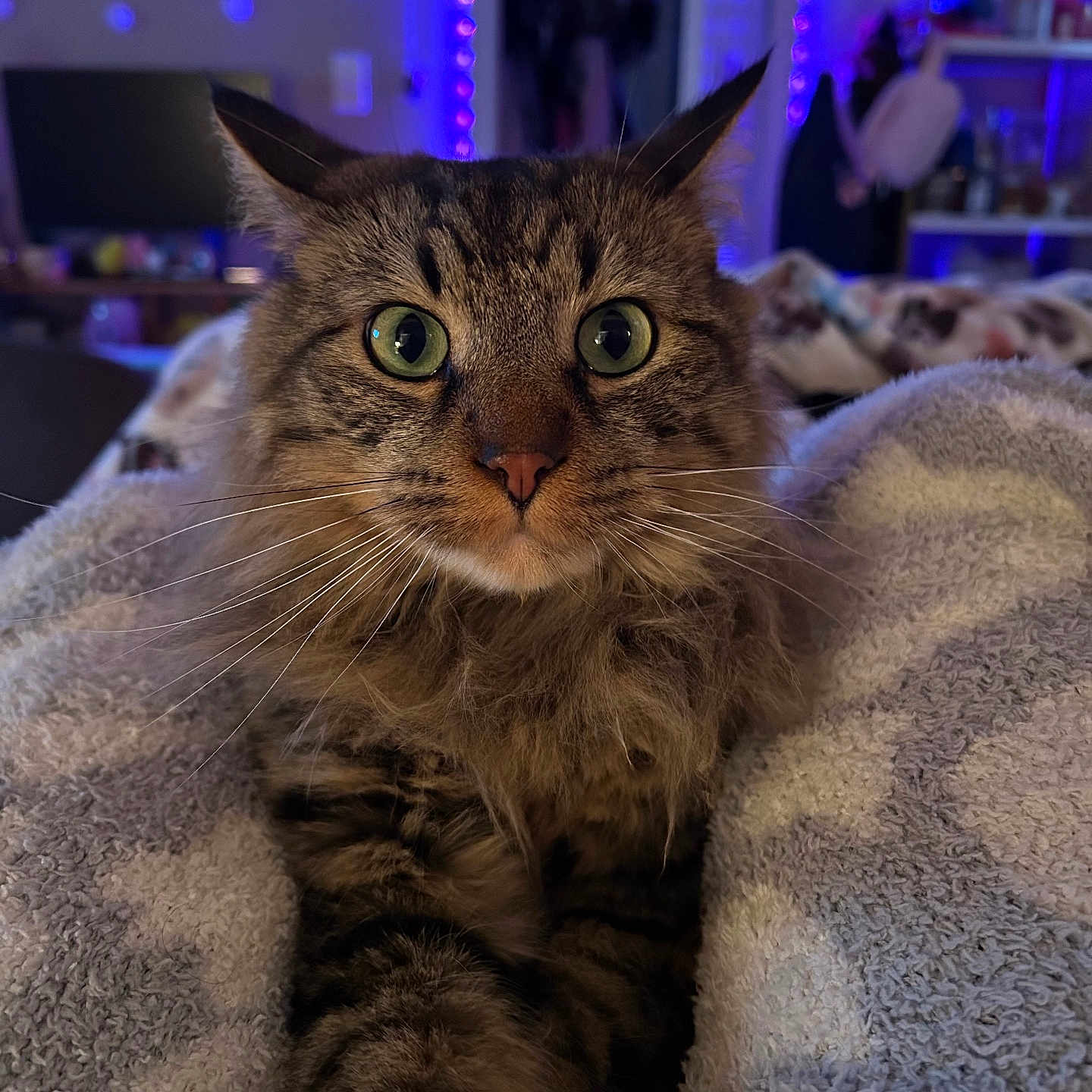 Kirby joined the competition — help win amazing prizes! cat, tabby, green_eyes, fluffy, indoor, cozy, blanket, stretching, pet, animal, fur, whiskers, face, closeup, relaxing, bedroom, lights, purple_lights, home, cute