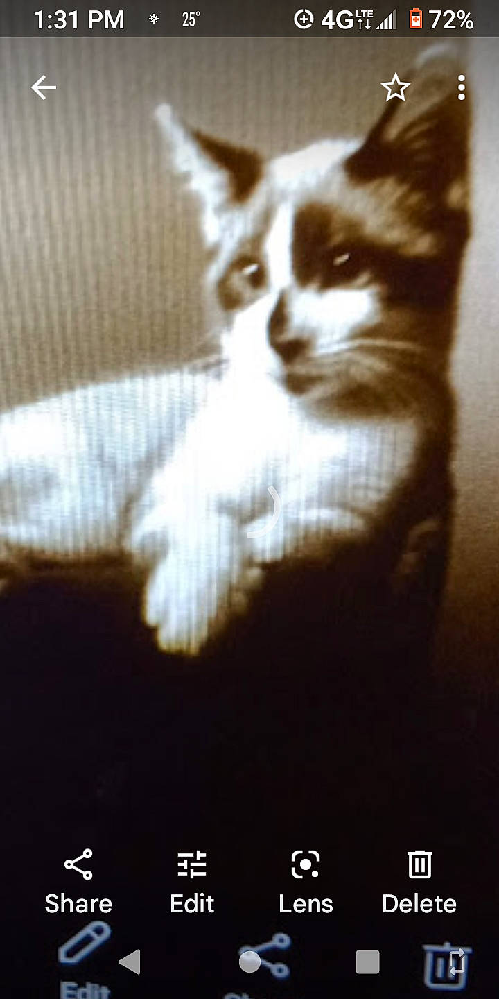 Juju is registered to the contest to win money with this photo: carnivore, cat, darkness, domestic_short_haired_cat, fawn, felidae, font, fur, paw, photo_caption, small_to_medium_sized_cats, snout, tail, terrestrial_animal, whiskers