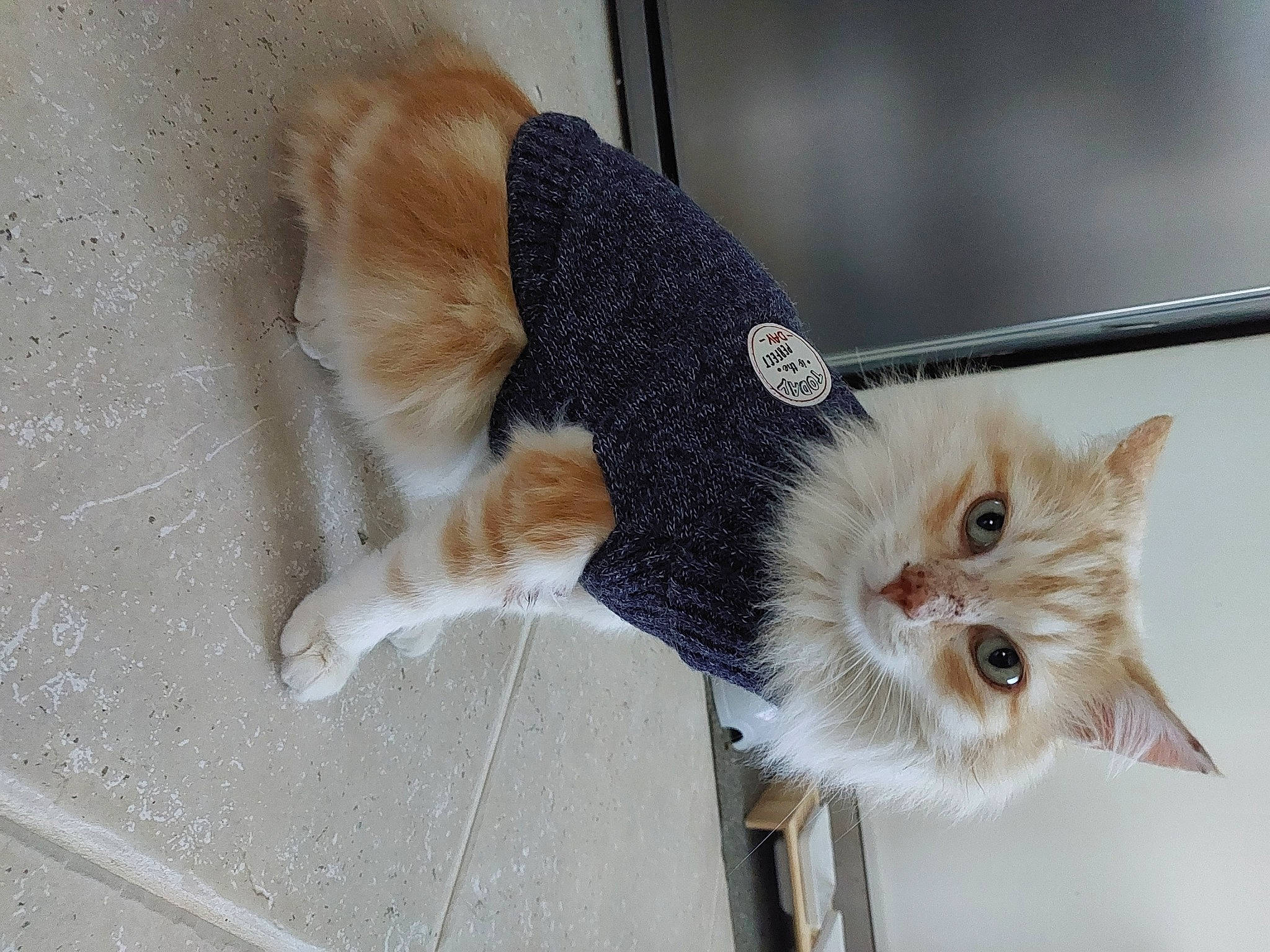 Biscotte participe au concours pour gagner de l'argent avec cette photo : carnivore, cat, claw, collar, domestic_short_haired_cat, fawn, felidae, fur, paw, plant, small_to_medium_sized_cats, snout, tail, whiskers, window, windshield