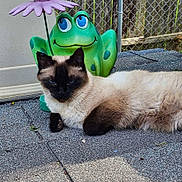 Smokey joined the competition — help win amazing prizes! animal, cat, jar, kitten, manx, nature, outdoors, pet, plant, planter, pottedplant, pottery, road, siamese, toy, vase, yard