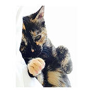 Louna a rejoint le concours — aidez-le/la à gagner de superbes lots ! cat, kitten, tortoiseshell, paw, sleepy, close_up, fur, pet, animal, cute, whiskers, soft, indoor, feline, mammal, resting, adorable, young, claw, pink_paw_pads