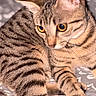 Perle Et Isis participe au concours pour gagner de l'argent avec cette photo : animal, cat, close_up, cozy, curious, cute, domestic_cat, ears, feline, indoor, patterned_background, paws, pet, portrait, resting, soft_focus, striped_fur, tabby, whiskers, yellow_eyes