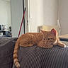 Perle Et Isis a rejoint le concours — aidez-le/la à gagner de superbes lots ! animal, broom, cat, couch, cozy, domestic, doorframe, ears, furniture, gray_couch, home, indoor, living_room, orange_tabby, pet, quiet, radiator, relaxed, resting, tail