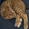 animal, cat, close_up, cozy, curled_up, cute, domestic_cat, feline, ginger_cat, indoor, paw, pet, pink_paw_pads, relaxed, resting, sleepy, soft_fur, striped_fur, tabby, tail