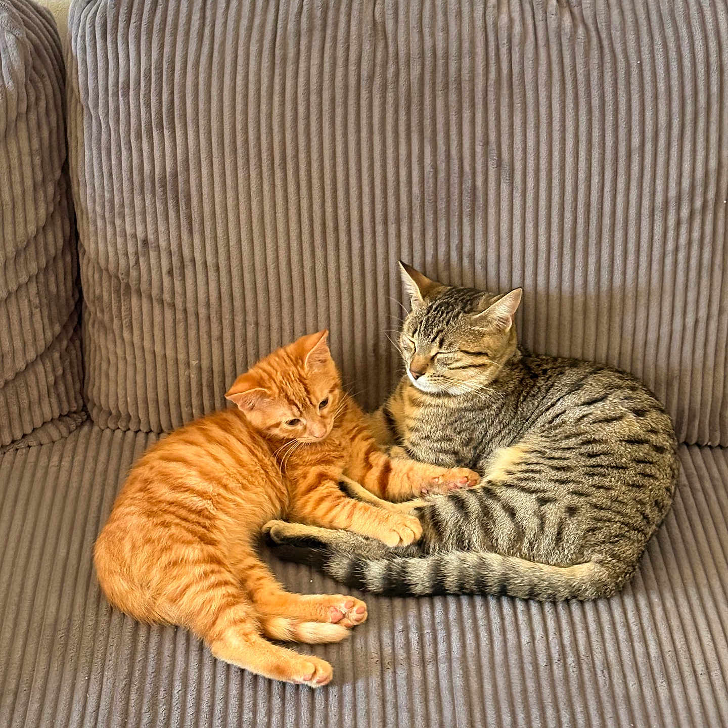 Perle Et Isis a rejoint le concours — aidez-le/la à gagner de superbes lots ! animal, cat, cats, companionship, couch, cozy, cute, domestic_animal, feline, fur, furniture, indoor, orange_cat, paw, pet, relaxing, resting, sleeping, striped, tabby_cat