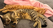 Perle Et Isis a rejoint le concours — aidez-le/la à gagner de superbes lots ! animal, bed, blanket, cat, cozy, cute, domestic_animal, feline, fur, indoor, orange_cat, paw, pet, relaxation, resting, sleeping, soft, striped, tabby_cat, whiskers