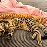 animal, bed, blanket, cat, cozy, cute, domestic_animal, feline, fur, indoor, orange_cat, paw, pet, relaxation, resting, sleeping, soft, striped, tabby_cat, whiskers