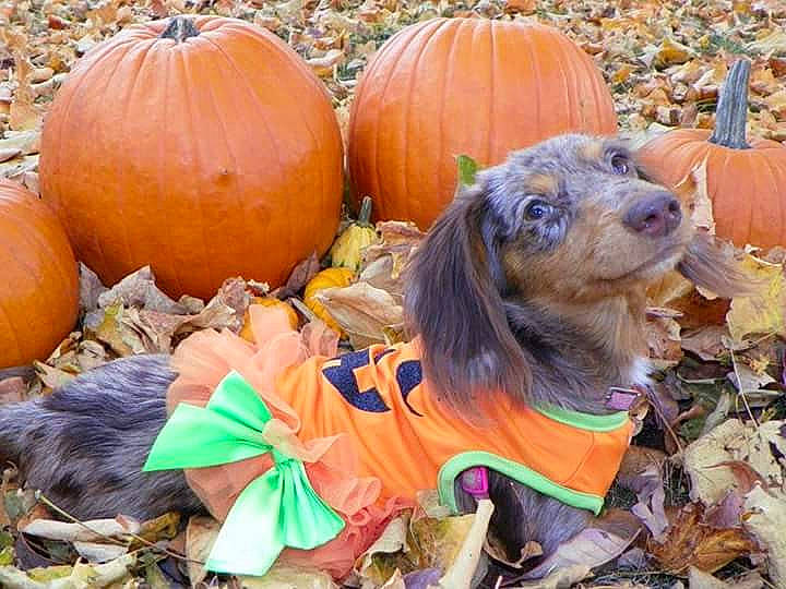 Annabelle is registered to the contest to win money with this photo: art, calabaza, carnivore, companion_dog, cucurbita, dog, dog_breed, gourd, grass, local_food, natural_foods, plant, produce, pumpkin, squash, superfood, vegetable, whole_food, winter_squash, working_animal