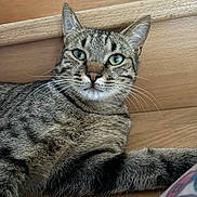 Fleur participe au concours pour gagner de l'argent avec cette photo : alert, animal, cat, close_up, cute, domestic_cat, feline, fur, green_eyes, household_pet, indoor, laying_down, mammal, pet, portrait, relaxed, tabby_cat, tabby_pattern, whiskers, wooden_background