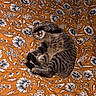 animal, bed, blanket, cat, comfort, cozy, cute, domestic, floral_pattern, fur, indoor, orange, paw, pet, relaxation, resting, sleeping, striped, tabby, whiskers
