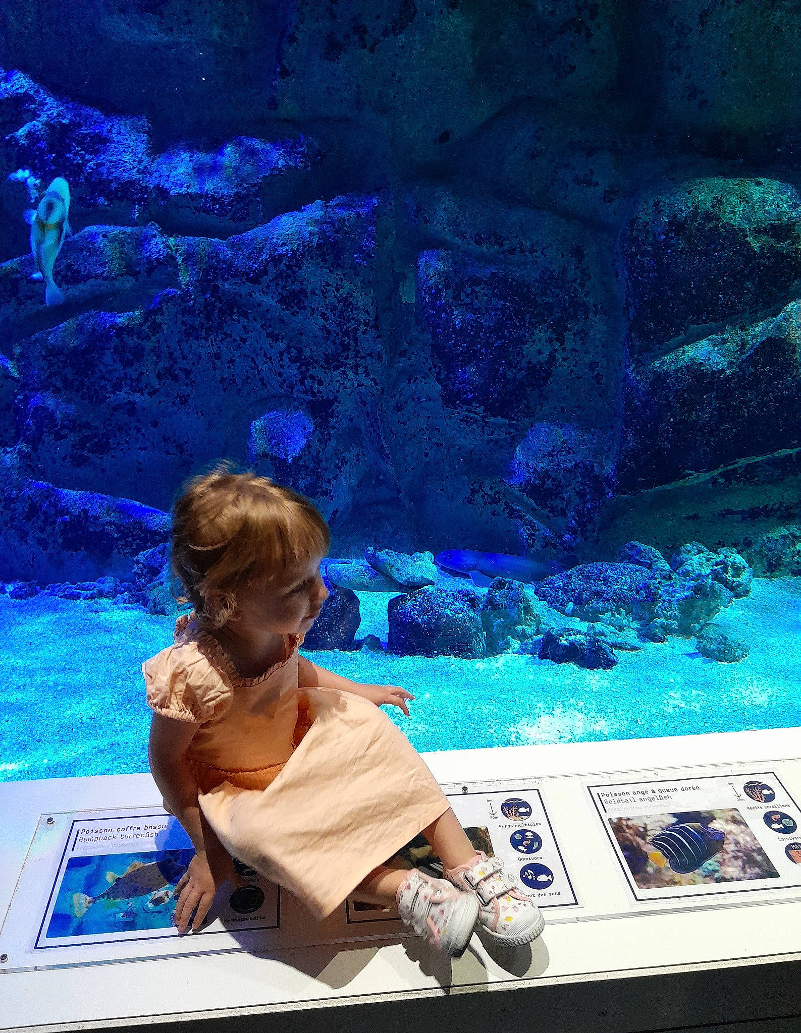 Océane a rejoint le concours — aidez-le/la à gagner de superbes lots ! aqua, aquarium, azure, blue, display_device, electric_blue, fun, leisure, mammal, ocean, person, recreation, reef, rock, swimming_pool, toddler, travel, underwater, vertebrate, water