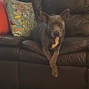 Blue is registered to the contest to win money with this photo: brown_dog, calm, couch, crossed_paws, decorative_pillow, dog, domestic_animal, ears_up, floor, furniture, home, indoor, leather, looking_at_camera, pet, pillow, quiet, relaxed, seated, tile_floor
