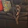 brown_dog, calm, couch, crossed_paws, decorative_pillow, dog, domestic_animal, ears_up, floor, furniture, home, indoor, leather, looking_at_camera, pet, pillow, quiet, relaxed, seated, tile_floor