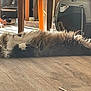 cat, fluffy, lying_down, relaxed, indoor, wooden_floor, sunlight, pet_carrier, furniture, home, domestic_animal, white_paws, tabby, long_hair, resting, cozy, sleeping, animal, household, comfort