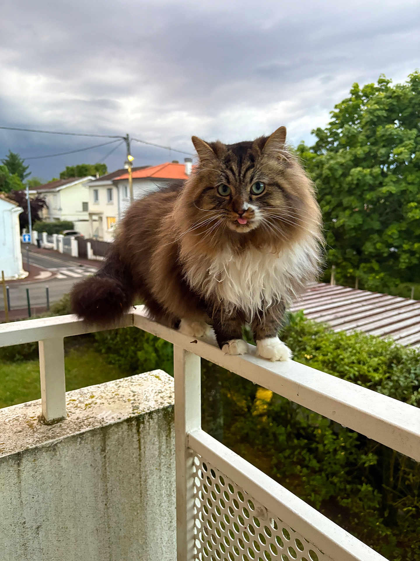 Tiramisu a rejoint le concours — aidez-le/la à gagner de superbes lots ! cat, fluffy, long_hair, balcony, railing, outdoor, suburban, greenery, cloudy_sky, mischievous, tongue_out, pet, animal, feline, whiskers, paws, residential_area, tree, house, daytime
