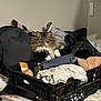 cat, crate, clothes, pile, indoor, furniture, book, bag, door_handle, fluffy, fur, looking, curious, messy, container, stack, sitting, domestic_animal, pet, household